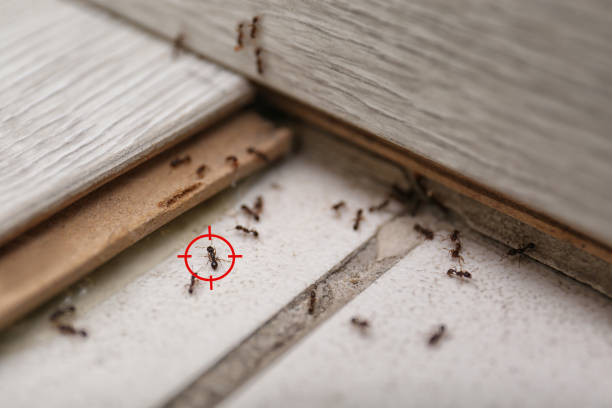 Best Flea Control Services  in New Iberia, LA
