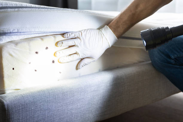 Best Termite Control Services  in New Iberia, LA
