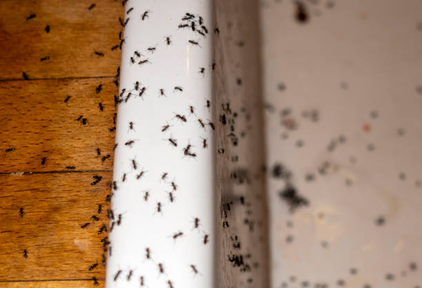 Professional Pest Control in New Iberia, LA