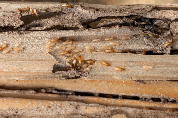 Best Affordable Pest Control Services  in New Iberia, LA