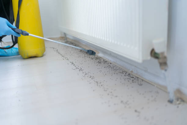 Flea Control Services in New Iberia, LA