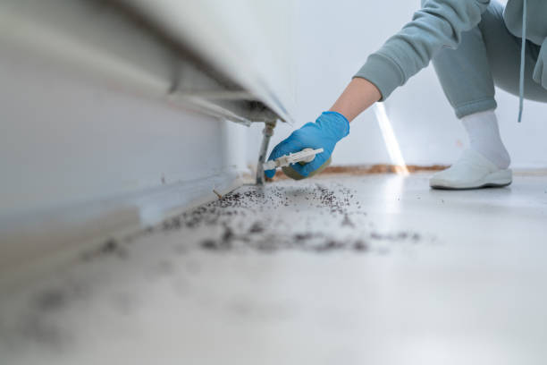 Best Termite Control Services  in New Iberia, LA